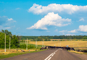 pasture of cows crosses an asphalt road in the countryside among the fields
