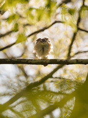 Sperber (Accipiter nisus) auf einem Baum