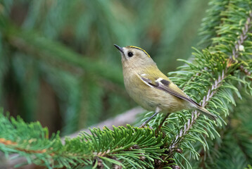 Goldcrest, Regulus regulus. A little bird sits on a spruce branch