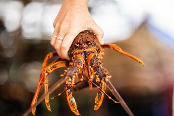 Catching live Lobster in America. Fishing crayfish in Tasmania Australia. ready for chinese new year