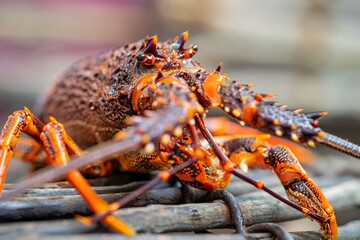 Live east coast rock lobster fishing in australia. Crayfish on a boat caught in lobster pots