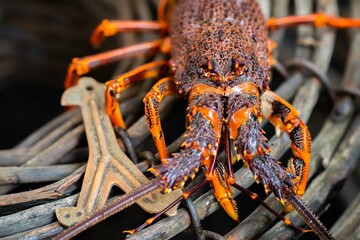 Catching live Lobster in America. Fishing crayfish in Tasmania Australia. ready for chinese new year