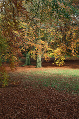 View of Beech trees in autumn sunlight, Derbyshire England
