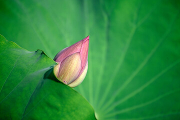 close up of a lotus