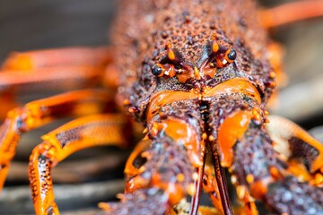close up of a Catching live Lobster in America. lobster crayfish in Tasmania Australia. ready for chinese new year