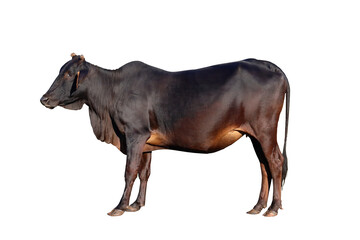 Beautiful black cow isolated on transparent background png file