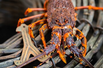 close up of a Catching live Lobster in America. lobster crayfish in Tasmania Australia. ready for...