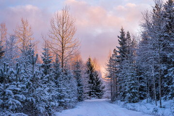 Forest in winter. Finland
