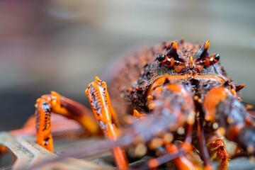 Catching live Lobster in America. Fishing crayfish in Tasmania Australia. ready for chinese new year