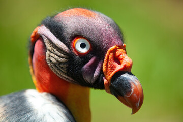 King Vulture