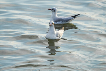 Seagulls fly for food. Samut Prakan Province, Thailand, taken on 18 Dec. 2022.