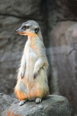 meerkat on the lookout