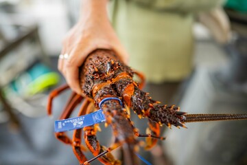 close up of a Catching live Lobster in America. lobster crayfish in Tasmania Australia. ready for chinese new year