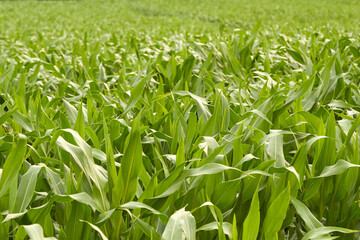 Green corn field in summertime.