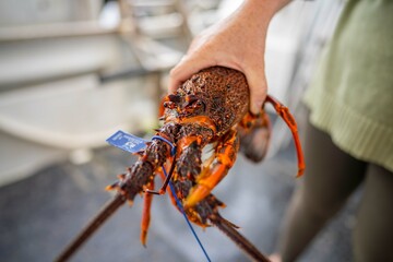 close up of a Catching live Lobster in America. lobster crayfish in Tasmania Australia. ready for chinese new year
