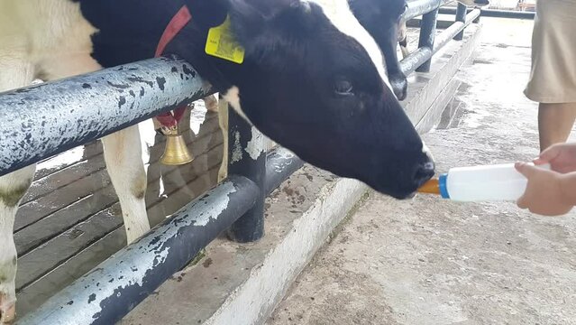 A black and white cow or Holstein Friesian cattle drinking milk from a bottle on a farm
