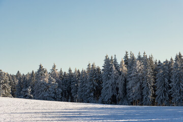 beautiful sunrise mood in a winter wonderland, evergreen trees covered with snow