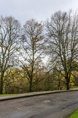 Fototapeta premium Autumn Arboretum Road 6