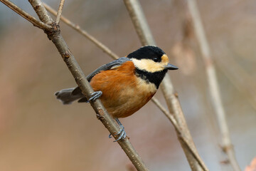 冬の少ない虫を探すヤマガラ