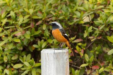 四角い杭の上に立つ雄のジョウビタキ