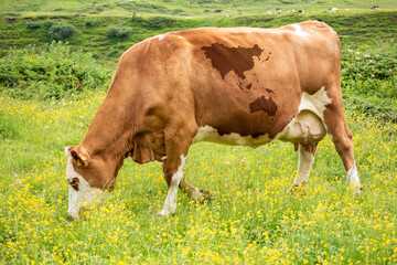 Brown cow at lunch on a meadow with firs, at the mountains. Asia map on the cow