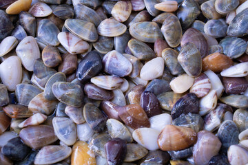 Closed-up fresh baby clams, venus shell, shellfish, carpet clams, and short-necked clams, as raw...