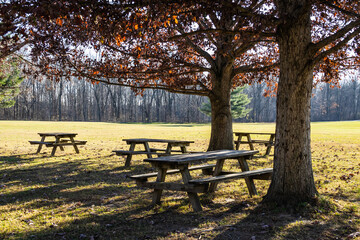 Old picnic tables in a park under an oak tree in the late fall with the sun casting shadows.