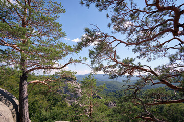 Big old pine tree growing on rocky mountain top under blue sky on summer mountain view background