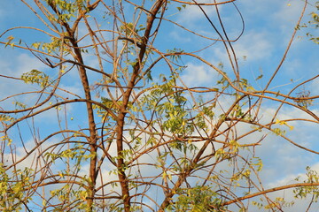 BRAZILIAN CAATINGA BIOME TREES