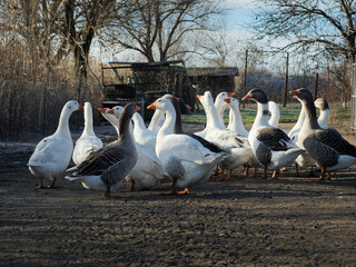 a flock of geese stand by the river on the frozen ground. a flock of geese in winter on a natural background.