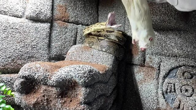 A boa constrictor is fed with a white rat.