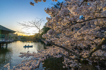 Beautiful scenic of fully pink cherry blossom blooming nearby the pond during the evening with the romantic couple boating in background.