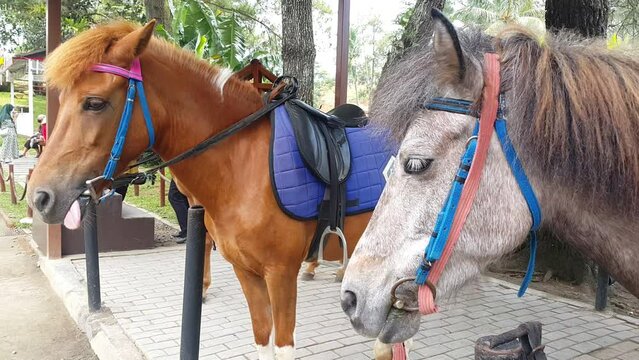 Two horses with saddle in the stable on a farm