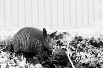 Nine-banded armadillo looking at camera closeup from Texas field in black and white.