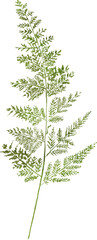 fern leaf hand drawn watercolor painting