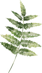 fern leaf hand drawn watercolor painting © Pure Stock