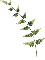 fern leaf hand drawn watercolor painting