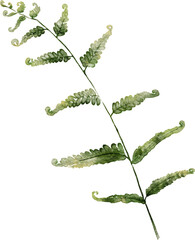 fern leaf hand drawn watercolor painting © Pure Stock
