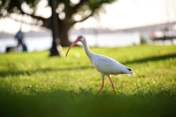 White ibis wild bird, also known as great egret or heron walking on grass in town park in summer