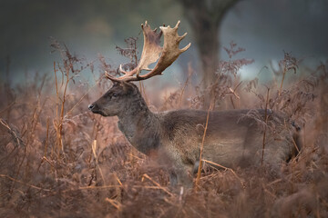 Fallow deer walking through the long dead grasses