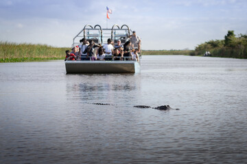 A group of tourists spot an American Alligator in the Florida Everglades from an airboat tour. 