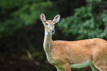 A North American, young, female white tailed deer standing in front of trees.