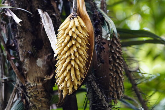 Astrocaryum murumuru (Portuguese common name: murumuru) is a palm native to Amazon Rainforest vegetation in Brazil, which bears edible fruits. Amazon rainforest, Brazil.