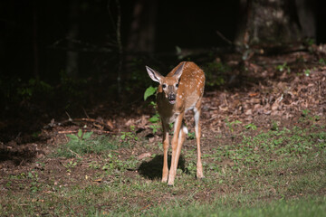 A young white tailed deer looking at the camera. Standing in green grass with trees in the...