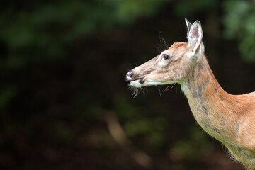 A female white tailed deer standing among trees in the Appalachian Mountains in Virginia.