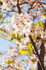 Beautiful white spring flowers blooming among the branches of Prunus yedoensis tree, under a sunny blue sky