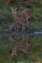 red deer reflection