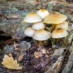 Fungi and fallen leaf on old tree