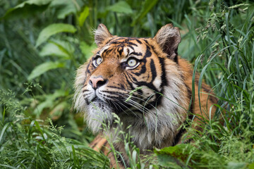 tiger