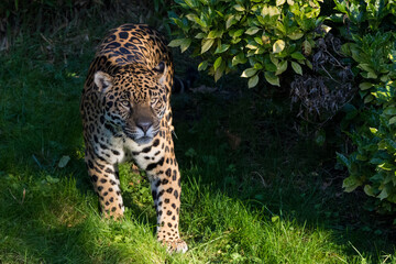 jaguar 